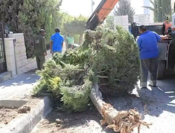Jordanian Society Warns Against Tree Removal in Amman, Calls for Protecting Urban Green Cover