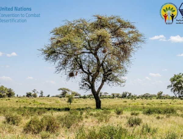 With the Accreditation of AOYE, ESDF and the National Nile Forum, Egyptian Civil Society Strengthens Its Presence in International Action to Combat Desertification